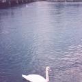 蕾夢湖上的天鵝
