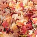 金碧輝煌
瓜黃、楓紅、雁南飛
以瀟灑的歡愉
揮別璀璨的秋色