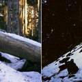 ↓(左圖)黑森林中的倒木(右圖)雪山石瀑

