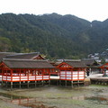 再還到嚴島神社時，海水已完全退潮，可見整個露出陸面的神社