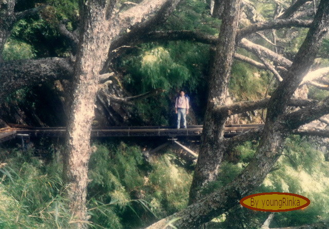 峰迴路轉，沒路的時候就架棧橋。目前玉山登山道上共有86座棧橋，堪稱是山岳維護的一級步道
