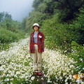 觀高坪附近，滿山遍野綻放的法國菊，加上午後瀰漫著山嵐，讓人彷若身處仙境，光是如此已值回票價
