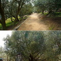 日本橄欖樹的發祥地(原木)就在這片「橄欖の森」的深處
