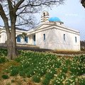 橄欖樹上方有一棟希臘教堂風格的建築「Herb Craft Milos」