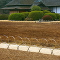 後樂園是日本最初廣植草皮的地方，因此翠綠的草坪也是庭園最主要的景色，但冬天看到的草皮就這枯黃的景像
