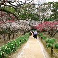 早春，梅林是後樂園所有花的先驅，園內植有紅、白等梅樹共約100株