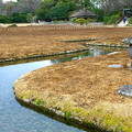 「曲水」是池泉迴遊式庭園的靈魂
