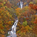 霧降の滝的正面可眺望全貌，配合周圍秋色溶合滝之姿更是迷人，品嚐期限:１０月中旬～下旬
