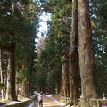 月見坂為中尊寺的表参道，路的兩側聳立著樹齢300～400年的杉並木，似乎在訴說其攸攸的歷史