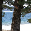 田沢湖東岸是著名的白浜青松，白浜可說是田沢湖有名的表玄關，夏季總是吸引戲水的人潮
