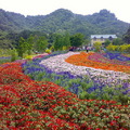 「富田花園農場」 的敷地並不大，一走進農場就可見到一條條數十公尺長的七彩花田，以各色的香草植物、非洲鳳仙花、波斯菊等所組成，隨著四季呈現出不同的花卉及色彩。

