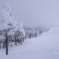 蔵王的優質滑雪道一路由山頂延伸下來，兩側為樹冰景觀
