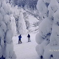 滑雪客在樹冰間悠遊