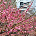 梅花盛開期的滿城春色景象，與生硬的石垣形成強烈反差