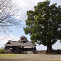 飯田丸五階櫓的內側(梅園的外圍)有一棵樹齢800年的巨大クスノキと（樟樹）