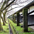 日本一の長塀、内側以一整列直立的凝灰岩柱來固定、立柱之後又植有一列整列的櫻花木，整齊又壯觀
