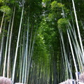 『化野念佛寺』的竹林、是另一個吸引遊客的亮點
