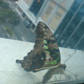 窗口的蝴蝶