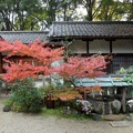 河合神社的紅楓