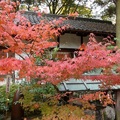 河合神社的楓葉