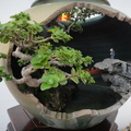 2011台南盆栽展6