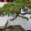 2011台南盆栽展17