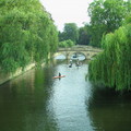 27.再別康橋  河畔金柳