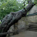 74.勞山太清宮的奇樹