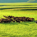 策馬追風 北京周邊草原旅遊