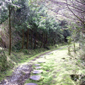 山毛櫸步道