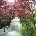 太平山紅槭