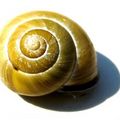 snail house