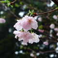 櫻花5