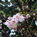 櫻花6