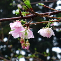 櫻花7