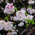櫻花8