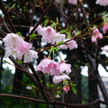 櫻花9