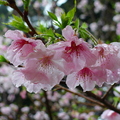櫻花11