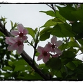 中正紀念堂的櫻花-1