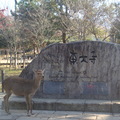 日本京都奈良大阪紅葉紀行2010 - 1