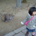 日本京都奈良大阪紅葉紀行2010 - 4