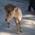 日本京都奈良大阪紅葉紀行2010 - 1