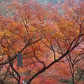 日本京都奈良大阪紅葉紀行2010 - 2