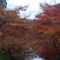 日本京都奈良大阪紅葉紀行2010 - 3