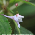 棣慕華鳳仙花