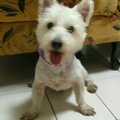 西西是我認養來的西高地白梗，現在在屏科大受訓，希望能夠成為台灣第一隻聽障人工作犬。