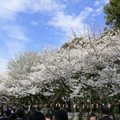 上野公園是東京有名的賞櫻景點之一，看櫻花的人很多，佔位子要賞夜櫻的人也不少，還有