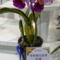 花朵最大的珍奇蘭花-2011.03.15