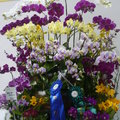 組合盆花-2011.03.15