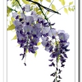 紫藤花- 2